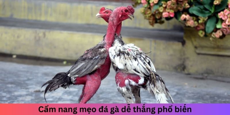 Cẩm nang mẹo đá gà dễ thắng phổ biến