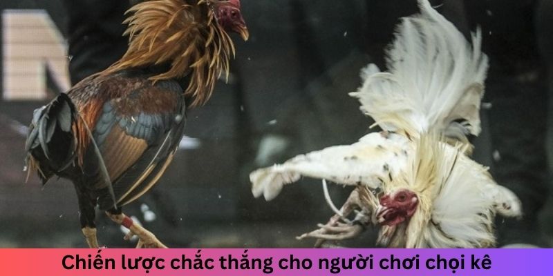 Chiến lược chắc thắng cho người chơi chọi kê