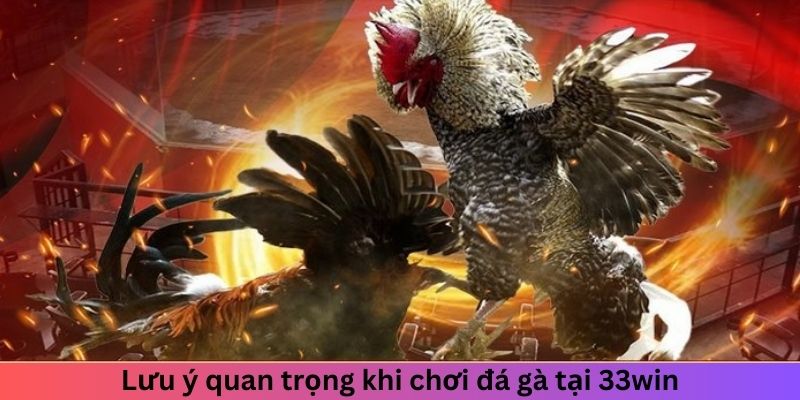 Lưu ý quan trọng của mẹo đá gà dễ thắng tại 33win