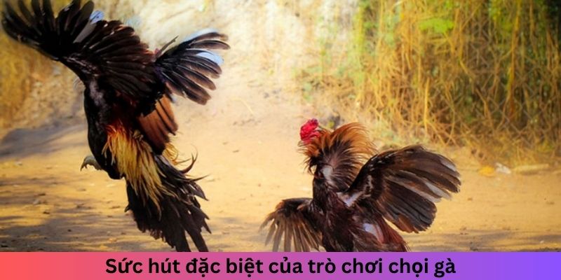 Sức hút đặc biệt của trò chơi chọi gà